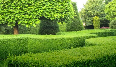 Buchsbaumhecke / Buxus Sempervirens 40-50 cm
