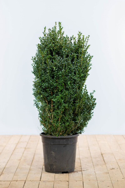 Buchsbaumhecke / Buxus Sempervirens 100-125 cm
