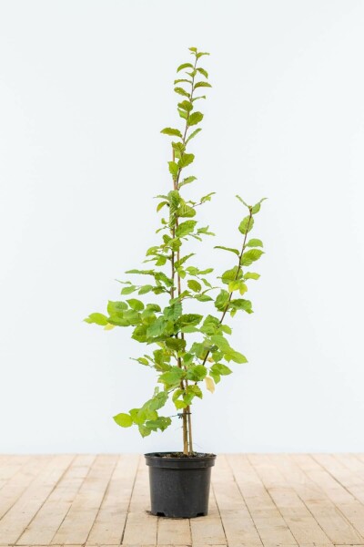Buche / Hainbuche Carpinus Betulus 80-100 cm