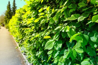 Buche / Hainbuche Carpinus Betulus 80-100 cm