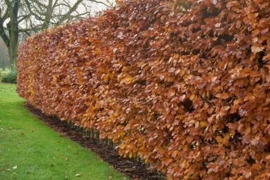 Buche / Hainbuche Carpinus Betulus 80-100 cm