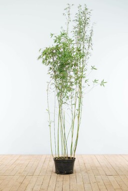 Bambus / Fargesia Jiuzhaigou
