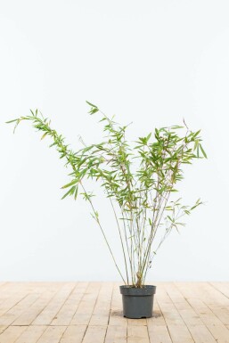 Bambus Fargesia murieliae Jumbo Hecke 60-80 Ballen Bambus / Fargesia Murielae Jumbo 60-80 cm