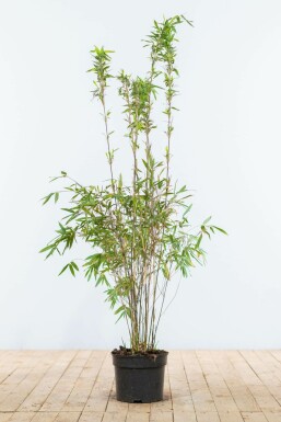 Bambus / Fargesia Murielae Jumbo