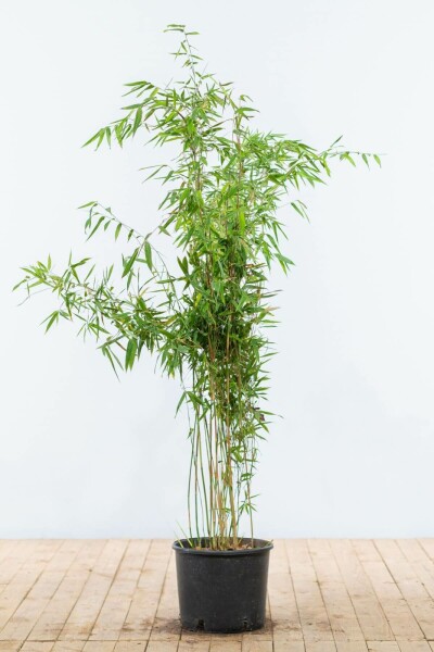 Bambus / Fargesia Murielae Jumbo 125-150 cm
