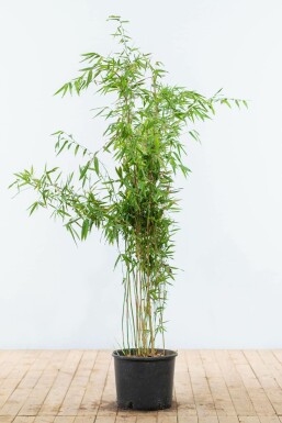 Bambus Fargesia murieliae Jumbo Hecke 125-150 Ballen