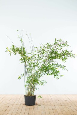 Bambus Fargesia murieliae Jumbo Hecke 150-175 Ballen Bambus / Fargesia Murielae Jumbo 150-175 cm