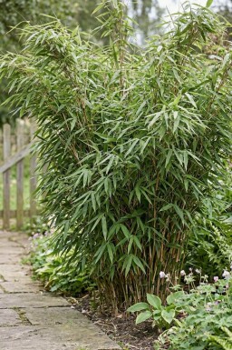 Bambus / Fargesia Murielae Jumbo 175-200 cm - Topf