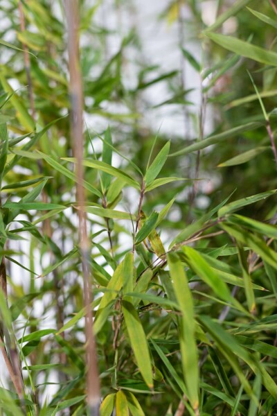 Bambus / Fargesia Nitida 60-80 cm - Topf