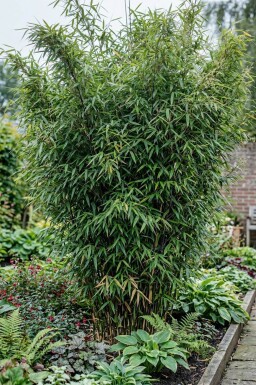 Bambus / Fargesia Nitida 125-150 cm - Topf