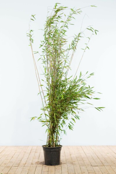 Bambus / Fargesia Nitida 175-200 cm