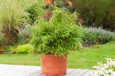 Bambus Fargesia rufa Hecke 80-100 Ballen Bambus / Fargesia Rufa 80-100 cm