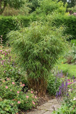 Bambus / Fargesia Rufa 80-100 cm - Topf