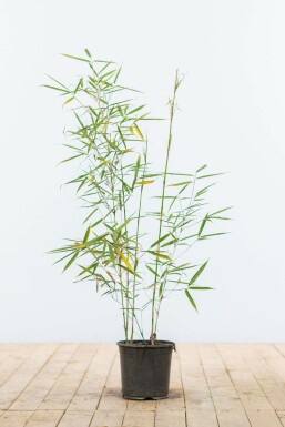 Bambus Fargesia robusta Campbell Hecke 60-80 Ballen