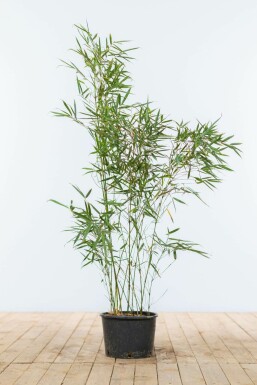 Bambus / Fargesia Robusta Campbell 80-100 cm