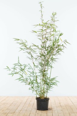 Bambus / Fargesia Robusta Campbell 100-125 cm