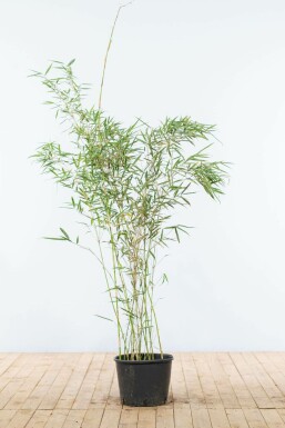 Bambus Fargesia robusta Campbell Hecke 125-150 Topf