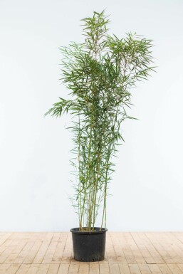 Bambus Fargesia robusta Campbell Hecke 150-175 Topf