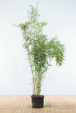 Bambus Fargesia robusta Campbell Hecke 175-200 Topf