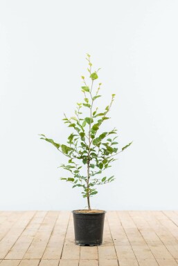 Rotbuche Fagus Sylvatica Hecke 60-80 Topf Buche / Rotbuche Fagus Sylvatica 60-80 cm