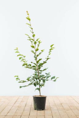 Rotbuche Fagus Sylvatica Hecke 80-100 Topf Buche / Rotbuche Fagus Sylvatica 80-100 cm