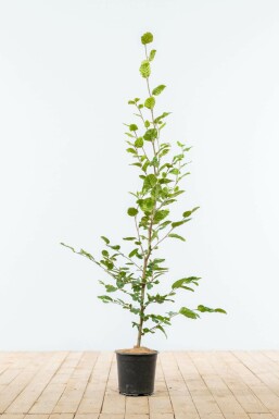 Rotbuche Fagus Sylvatica Hecke 100-125 Topf Buche / Rotbuche Fagus Sylvatica 100-125 cm