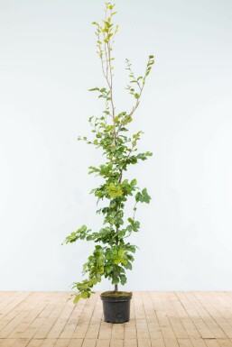 Rotbuche Fagus Sylvatica Hecke 175-200 Topf Buche / Rotbuche Fagus Sylvatica 175-200 cm