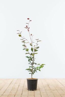 Blutbuche Fagus Sylvatica Atropunicea Hecke 60-80 Topf Buche / Blutbuche Fagus Sylvatica Purpurea 60-80 cm