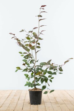 Blutbuche Fagus Sylvatica Atropunicea Hecke 80-100 Topf Buche / Blutbuche Fagus Sylvatica Purpurea 80-100 cm