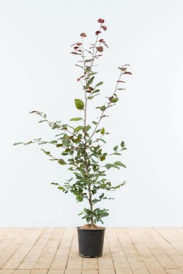 Blutbuche Fagus Sylvatica Atropunicea Hecke 100-125 Topf Buche / Blutbuche Fagus Sylvatica Purpurea 100-125 cm