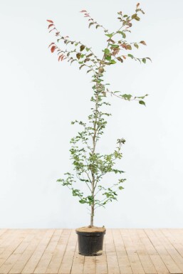 Blutbuche Fagus Sylvatica Atropunicea Hecke 150-175 Topf Buche / Blutbuche Fagus Sylvatica Purpurea 150-175 cm