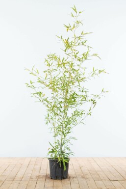 Goldrohrbambus / Phyllostachys Aurea