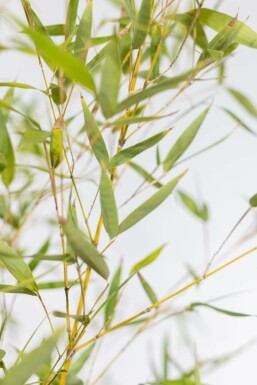 Goldrohrbambus Phyllostachys Aurea Hecke 150-175 Topf