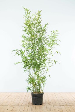 Goldrohrbambus / Phyllostachys Aurea