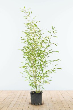 Bambus Phyllostachys Bisetti Hecke 80-100 Topf Bambus / Phyllostachys Bissetii 80-100 cm