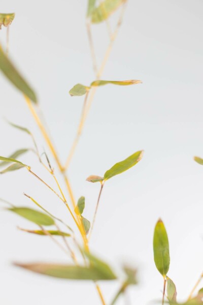 Bambus Phyllostachys Bisetti Hecke 80-100 Topf Bambus / Phyllostachys Bissetii 80-100 cm