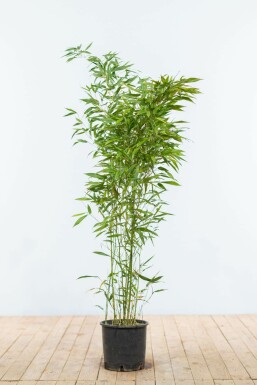 Bambus Phyllostachys Bisetti Hecke 100-125 Topf Bambus / Phyllostachys Bissetii 100-125 cm