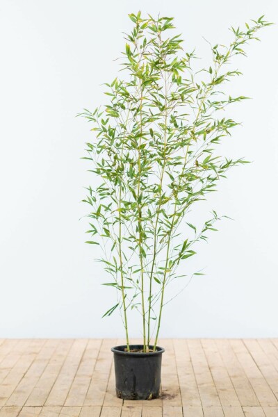 Bambus / Phyllostachys Bissetii 125-150 cm - Topf
