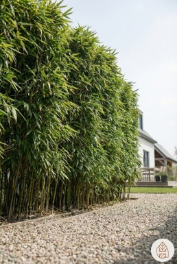 Bambus / Phyllostachys Bissetii 125-150 cm - Topf
