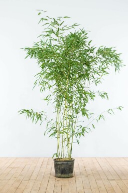 Bambus Phyllostachys Bisetti Hecke 150-175 Topf