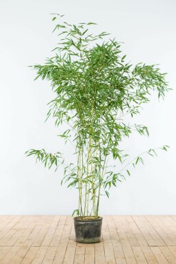 Bambus Phyllostachys Bisetti Hecke 150-175 Topf Bambus / Phyllostachys Bissetii 150-175 cm