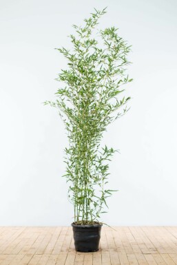 Bambus Phyllostachys Bisetti Hecke 175-200 Topf