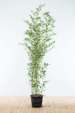 Bambus Phyllostachys Bisetti Hecke 175-200 Topf Bambus / Phyllostachys Bissetii 175-200 cm