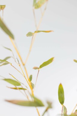 Bambus Phyllostachys Bisetti Hecke 175-200 Topf Bambus / Phyllostachys Bissetii 175-200 cm