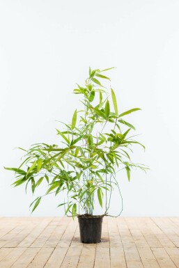 Schwarzer Bambus Phyllostachys Nigra Hecke 60-80 Topf