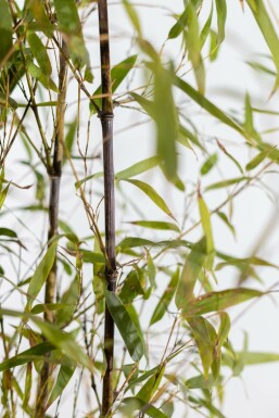 Schwarzer Bambus Phyllostachys Nigra Hecke 100-125 Topf Schwarzer Bambus / Phyllostachys Nigra 100-125 cm