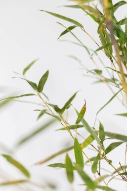 Schwarzer Bambus / Phyllostachys Nigra 175-200 cm