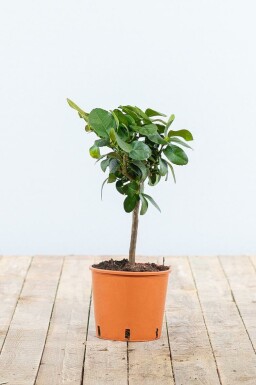 Echte Limette Citrus Aurantifolia Lime Verde Mini-Stamm 20-30 Topf Echte Limette / Citrus Aurantifolia Ministamm 20-30 cm