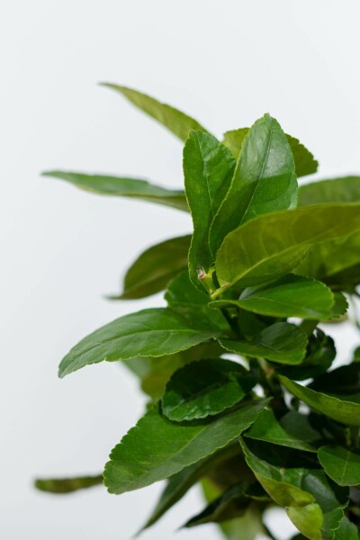 Echte Limette Citrus Aurantifolia Lime Verde Mini-Stamm 40-60 Topf Echte Limette / Citrus Aurantifolia Ministamm 40-60 cm