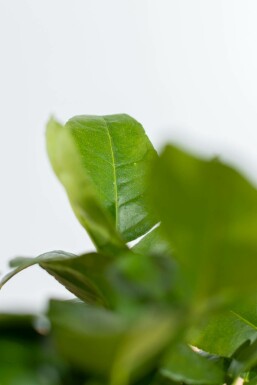Echte Limette Citrus Aurantifolia Lime Verde Mini-Stamm 60-80 Topf